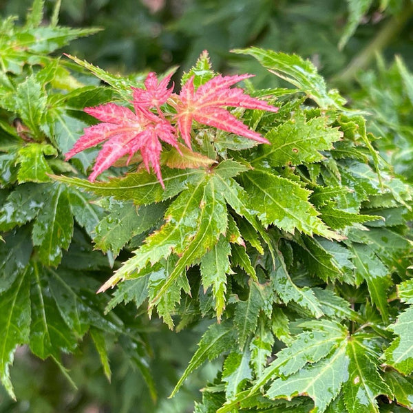 Acer palmatum 'Hupp's Dwarf'