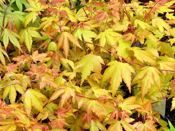 Acer palmatum 'Akane'