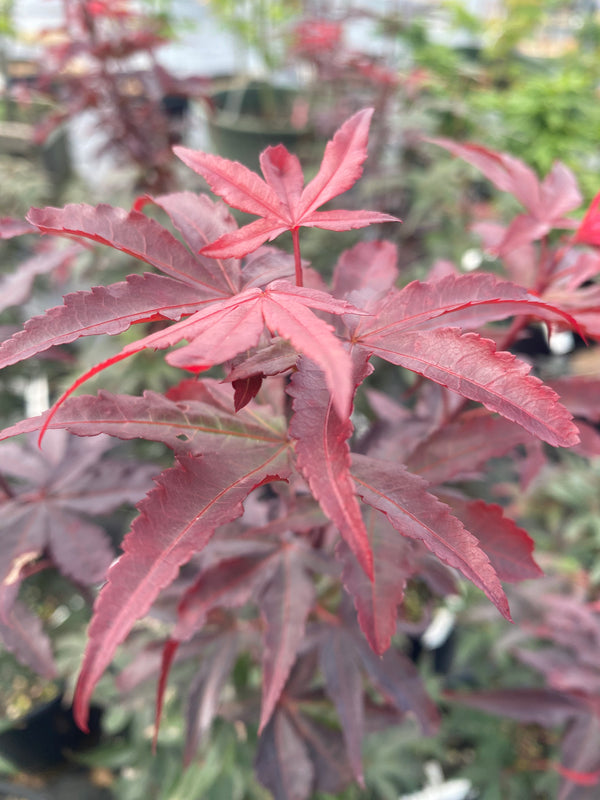 Acer palmatum 'Little Red'