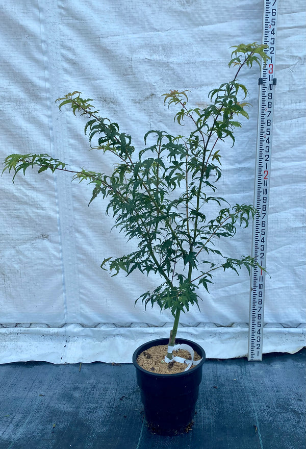 Acer palmatum ‘Alpenweiss’