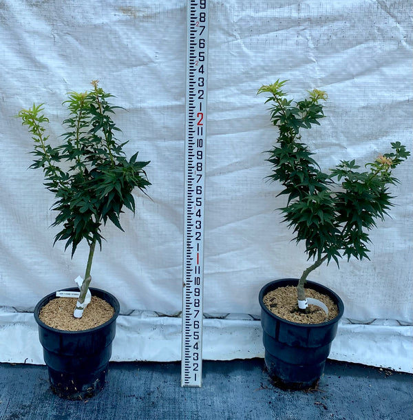 Acer palmatum 'Mikawa yatsubusa'