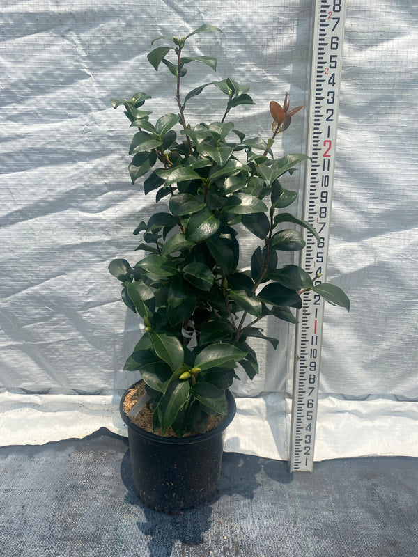 Camellia japonica 'Early Autumn'
