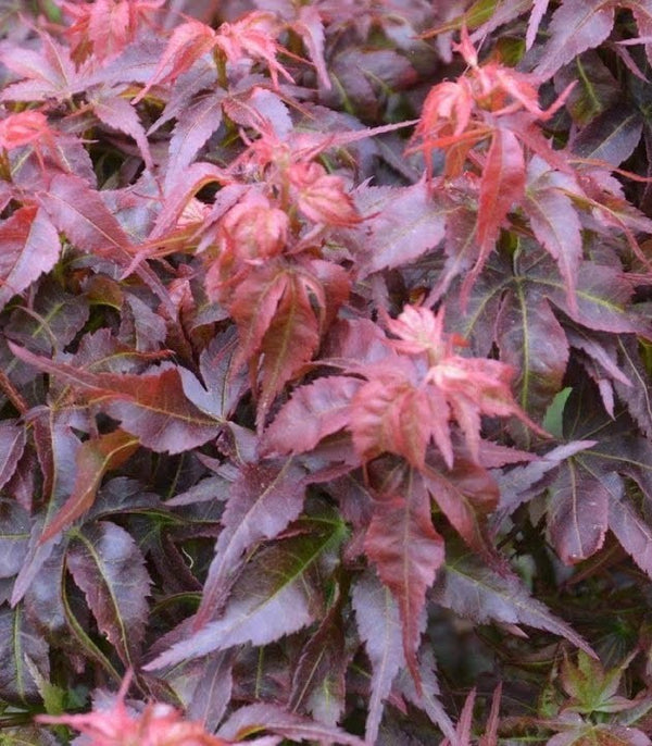 Acer palmatum 'Kurenai jishi'