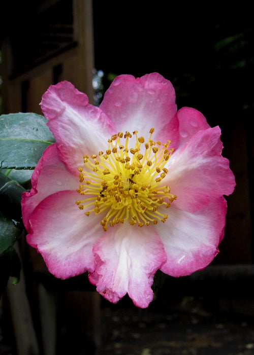 Camellia sasanqua 'Autumn Sunrise'