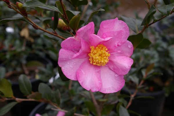 Camellia sasanqua 'Cleopatra'