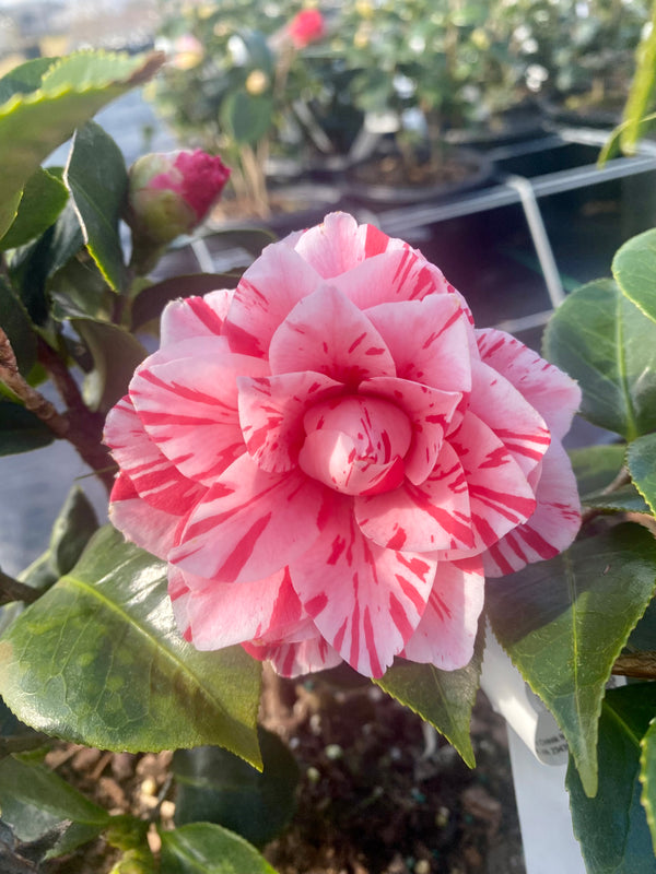 Camellia japonica 'Les Marbury'