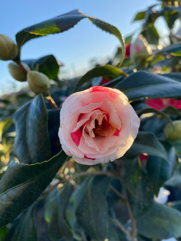 camellia japonica tricolor Camellia japonica 'Lady Vansittart' – hwvfla