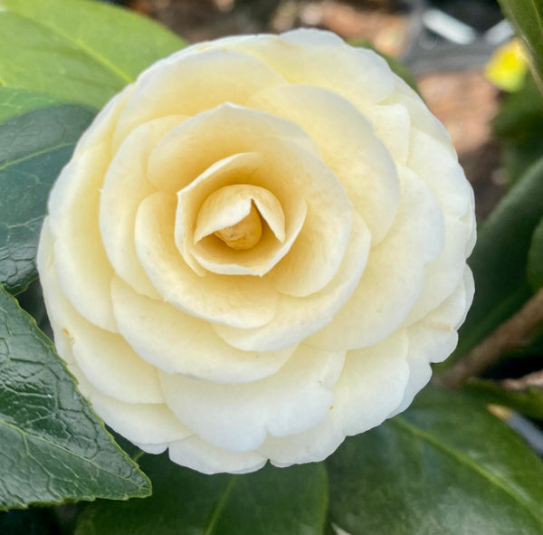 Camellia japonica 'Lemon Glow'