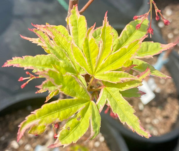 Acer palmatum 'Butterfly'