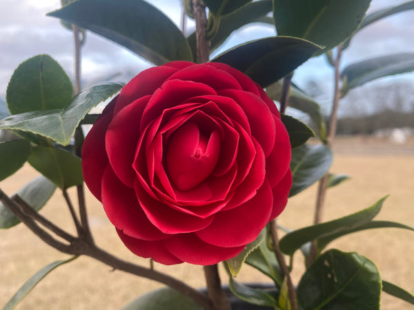 Camellia japonica 'Black Tie'