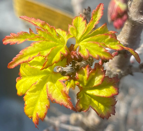 Acer palmatum 'Tattoo'